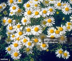 Image result for Kamille