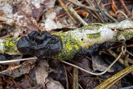 Attēlu rezultāti vaicājumam “Exidia glandulosa”