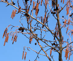 Attēlu rezultāti vaicājumam “Alnus”
