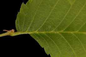Attēlu rezultāti vaicājumam “Ulmus laevis leaf”