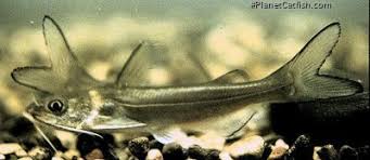 Image result for Ictalurus punctatus