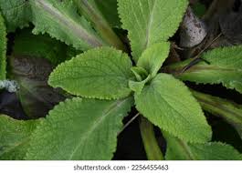 Attēlu rezultāti vaicājumam “Chaerophyllum aromaticum leaf”