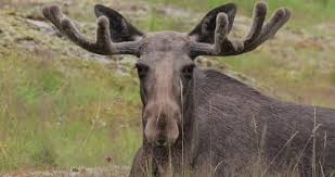 Attēlu rezultāti vaicājumam “Alces alces”