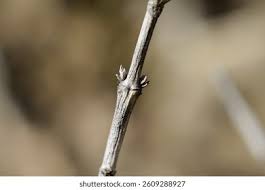 Attēlu rezultāti vaicājumam “Lonicera xylosteum bud”