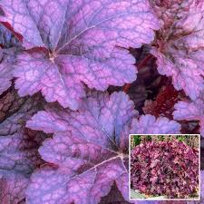 Image result for HEUCHERA americana 'Palace Purple Auslese'