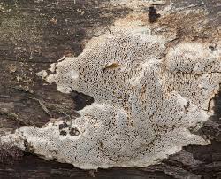 Attēlu rezultāti vaicājumam “Antrodia sinuosa”