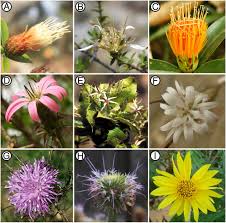 Attēlu rezultāti vaicājumam “Asteraceae”