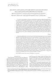 Attēlu rezultāti vaicājumam “Campylophyllum sommerfeltii”