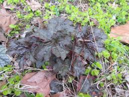 Image result for HEUCHERA americana 'Palace Purple Auslese'