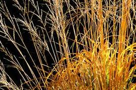 Attēlu rezultāti vaicājumam “Molinia caerulea”