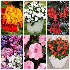 Attēlu rezultāti vaicājumam “Malva moschata alba fruit”