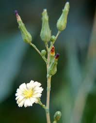 Attēlu rezultāti vaicājumam “Lactuca sativa flower”