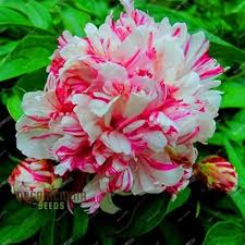 Attēlu rezultāti vaicājumam “Paeonia lactiflora”