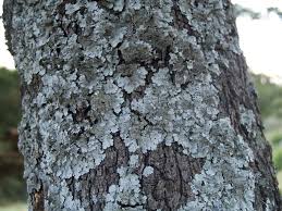 Attēlu rezultāti vaicājumam “Parmelina tiliacea”