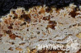 Attēlu rezultāti vaicājumam “Skeletocutis”