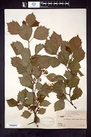 Attēlu rezultāti vaicājumam “Crataegus chrysocarpa”