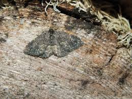 Attēlu rezultāti vaicājumam “Parascotia fuliginaria”