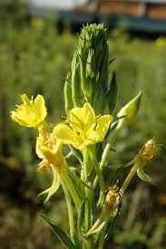 Image result for Oenothera biennis