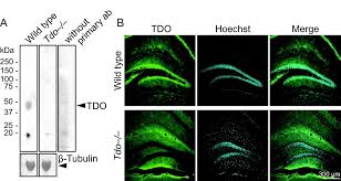 Attēlu rezultāti vaicājumam “Dianema depressum macro”