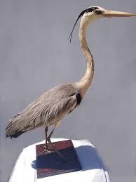 Attēlu rezultāti vaicājumam “Ardea cinerea adult”