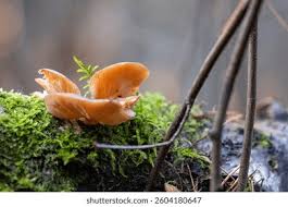 Attēlu rezultāti vaicājumam “Panellus serotinus”