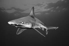 Image result for Carcharhinus plumbeus
