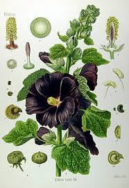 Image result for Alcea rosea `Appleblossom`