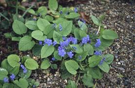 Image result for Omphalodes verna