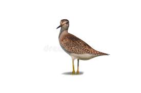 Attēlu rezultāti vaicājumam “Tringa nebularia adult”