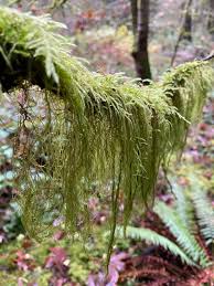 Attēlu rezultāti vaicājumam “Isothecium myosuroides”