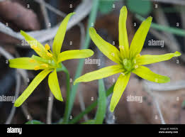 Attēlu rezultāti vaicājumam “Gagea lutea bud”