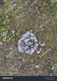 Attēlu rezultāti vaicājumam “Peltigera aphthosa”