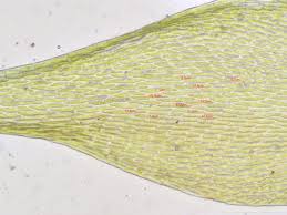 Attēlu rezultāti vaicājumam “Homomallium incurvatum”