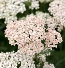Attēlu rezultāti vaicājumam “Achillea salicifolia flower”