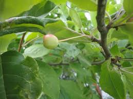 Attēlu rezultāti vaicājumam “Malus mandshurica”