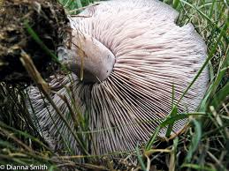 Attēlu rezultāti vaicājumam “Lepista nuda”