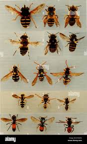 Attēlu rezultāti vaicājumam “Xanthogramma sp.”