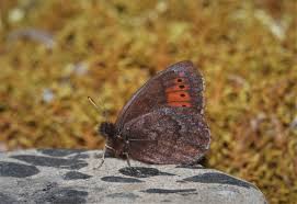 Attēlu rezultāti vaicājumam “Erebia ligea underside”