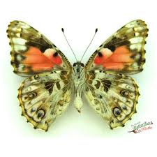 Attēlu rezultāti vaicājumam “Vanessa cardui underside”