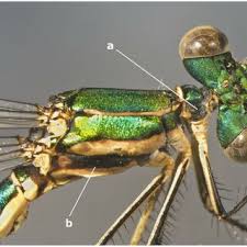 Attēlu rezultāti vaicājumam “Leucorrhinia pectoralis female”