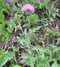 Attēlu rezultāti vaicājumam “Cirsium acaule leaf”