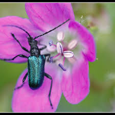 Attēlu rezultāti vaicājumam “Gaurotes virginea”