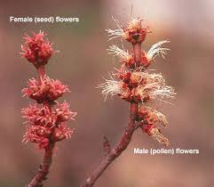 Attēlu rezultāti vaicājumam “Acer saccharinum bud”