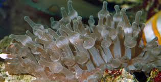 Image result for Anemonenarten