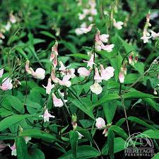 Attēlu rezultāti vaicājumam “Lathyrus vernus flower”