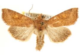 Attēlu rezultāti vaicājumam “Amphipoea”