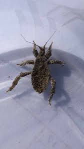 Attēlu rezultāti vaicājumam “Reduvius personatus”