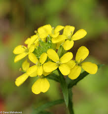 Attēlu rezultāti vaicājumam “Erysimum hieracifolium leaf”