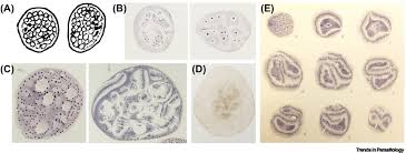 Attēlu rezultāti vaicājumam “Didymium spongiosum plasmodium”