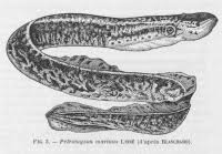 Image result for Petromyzon marinus